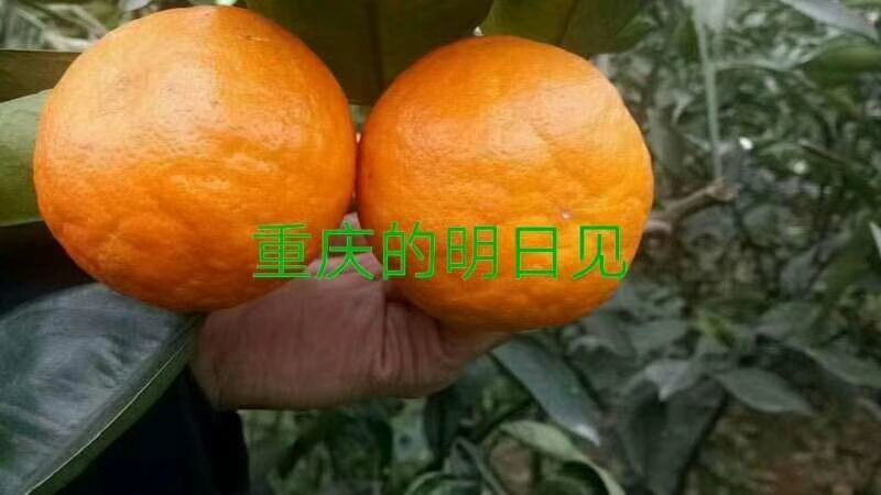 明日见支条兴津46号支条