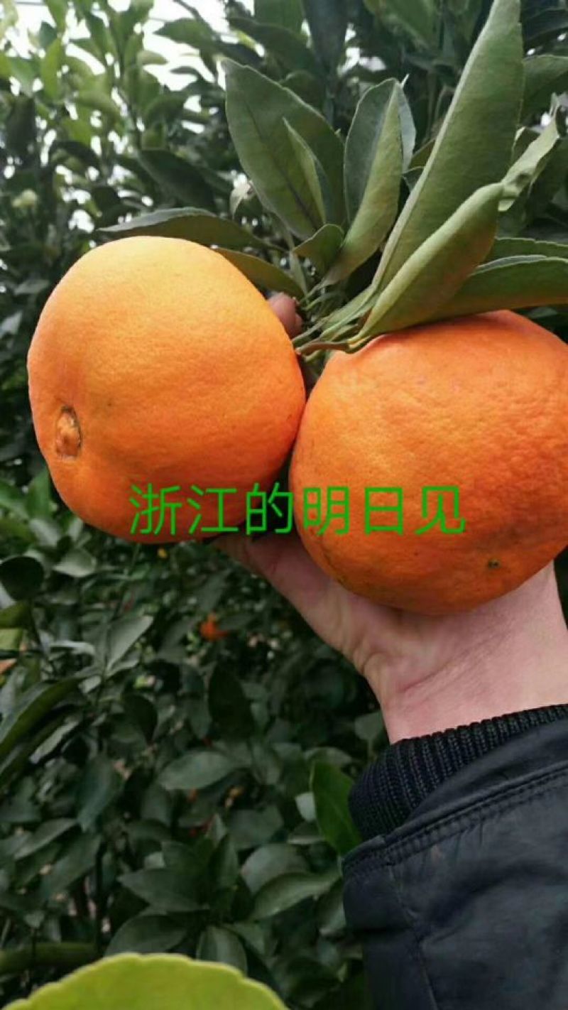 明日见支条兴津46号支条