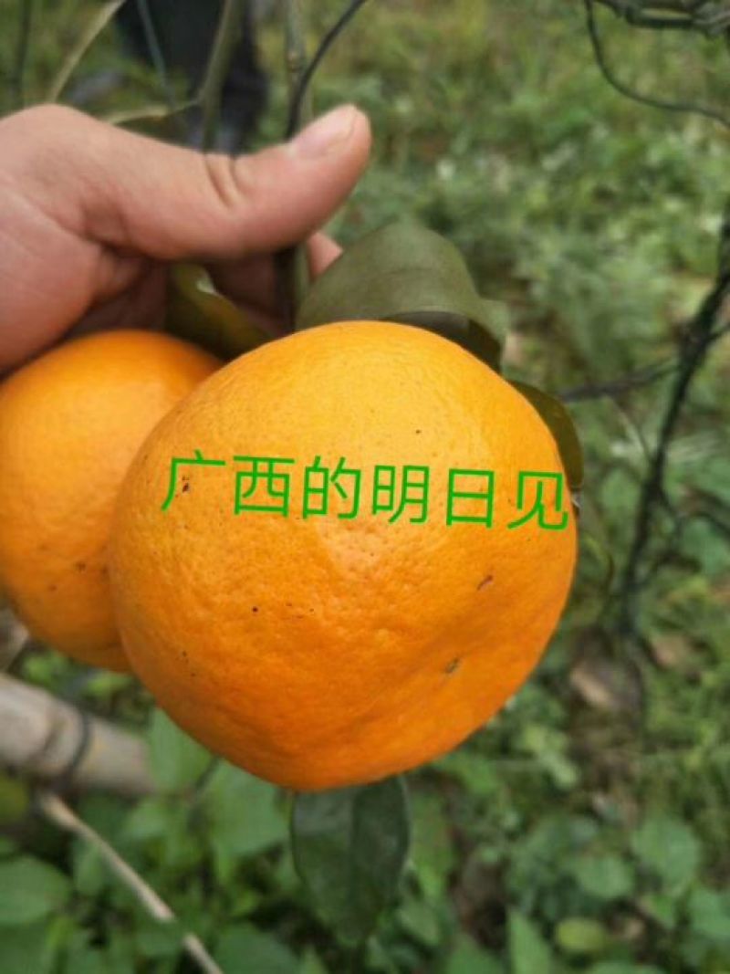 明日见支条兴津46号支条