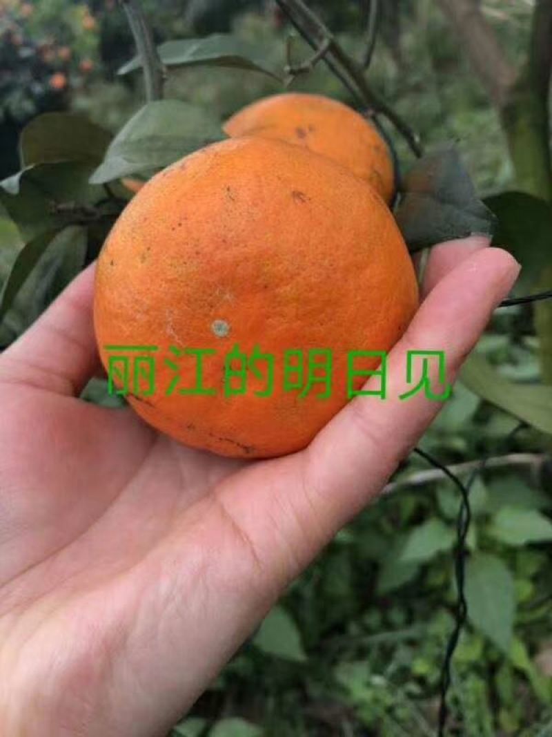 明日见支条兴津46号支条