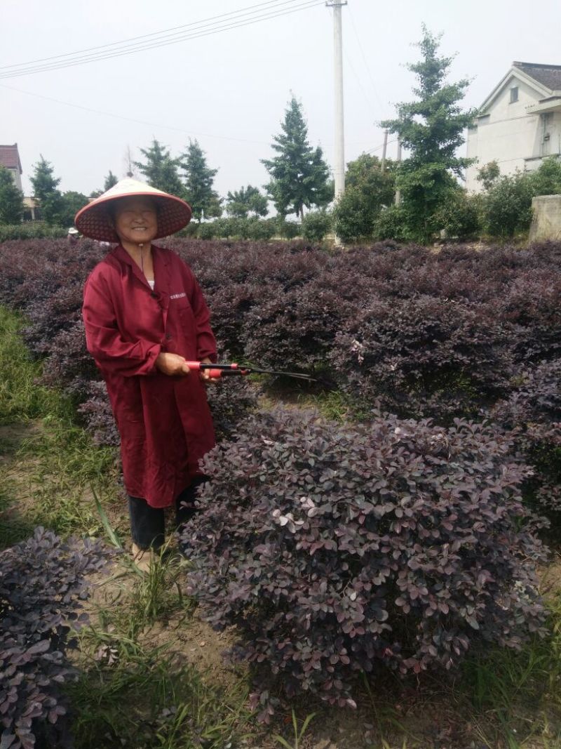 红花继木精球，毛球