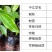罗氏牛大力苗大力薯苗