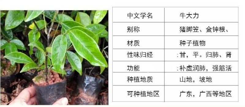 罗氏牛大力苗大力薯苗