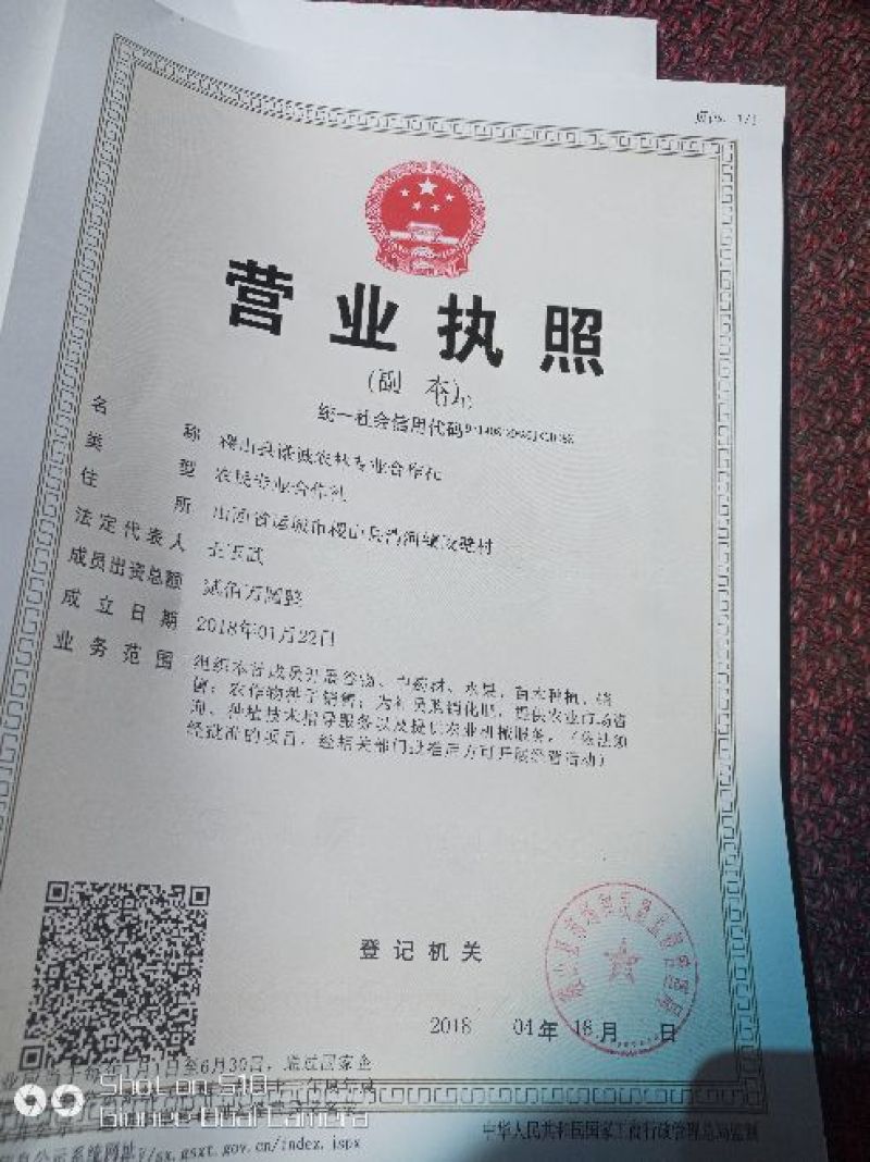 板蓝根种子，精品种子纯新货量大价格实惠，