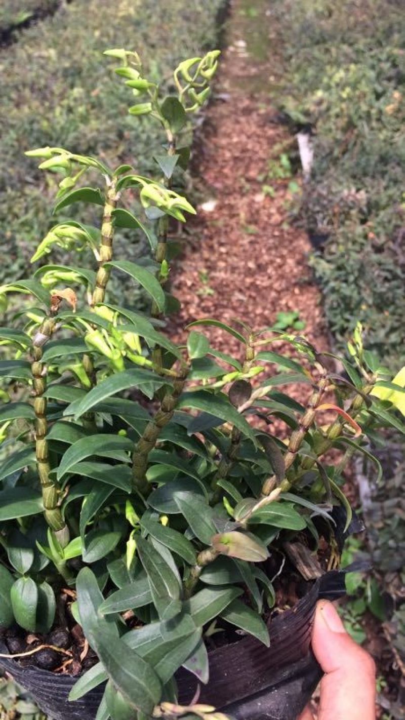 浙江雁荡山铁皮石斛驯化苗量大从优欢迎咨询