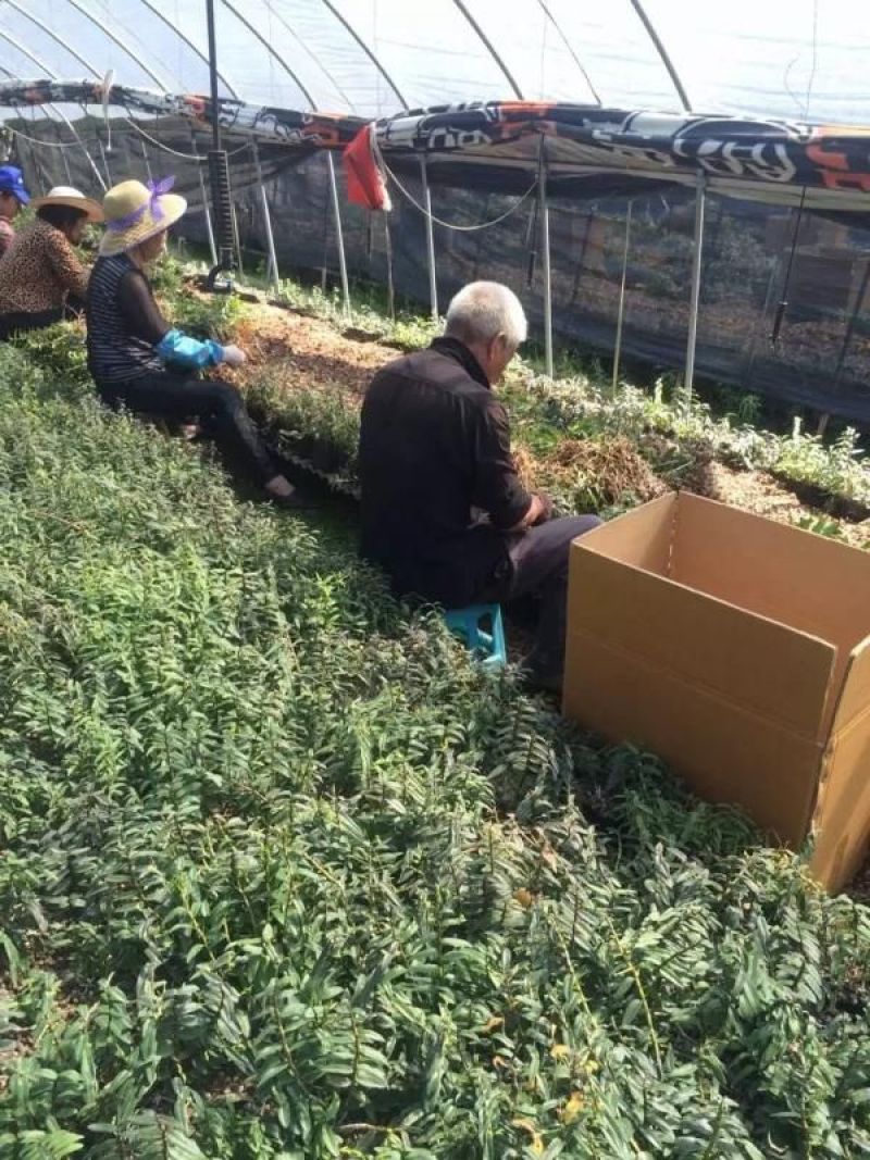 浙江雁荡山铁皮石斛驯化苗量大从优欢迎咨询