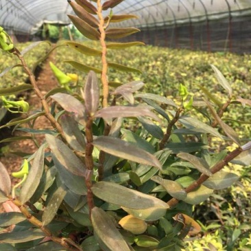 浙江雁荡山铁皮石斛驯化苗量大从优欢迎咨询
