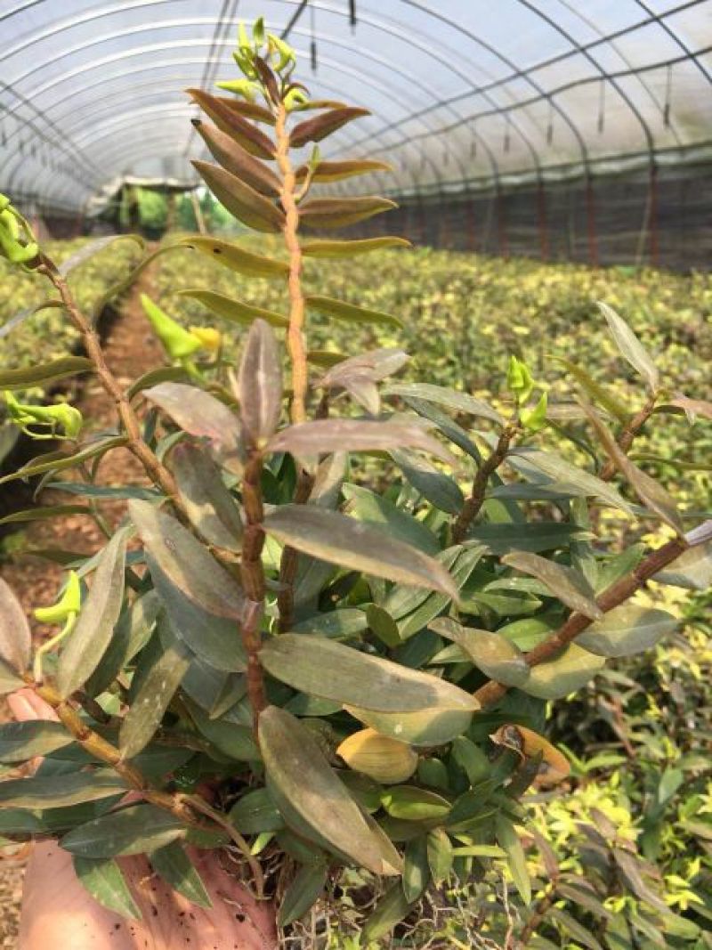 浙江雁荡山铁皮石斛驯化苗量大从优欢迎咨询