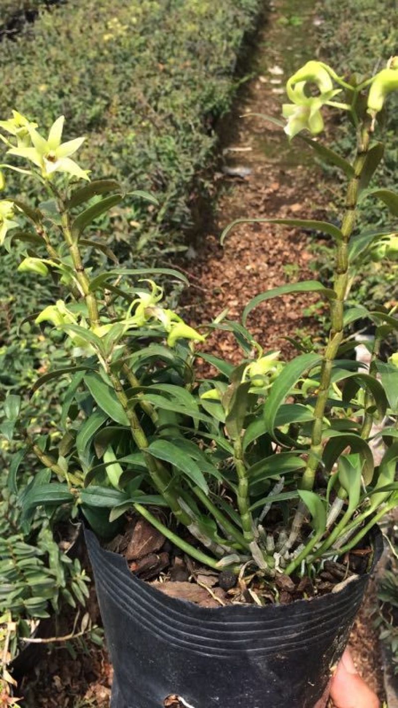 浙江雁荡山铁皮石斛驯化苗量大从优欢迎咨询