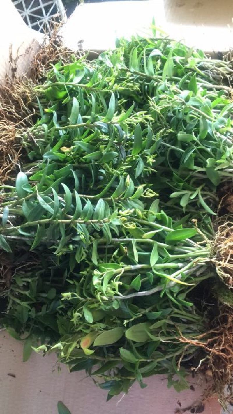 浙江雁荡山铁皮石斛驯化苗量大从优欢迎咨询