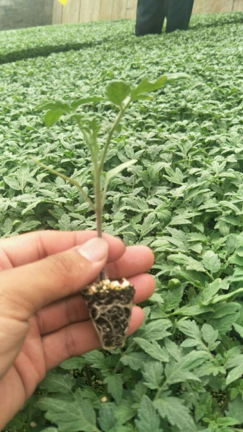 西红柿苗三叶一心番茄苗大红西红柿苗免费技术指导