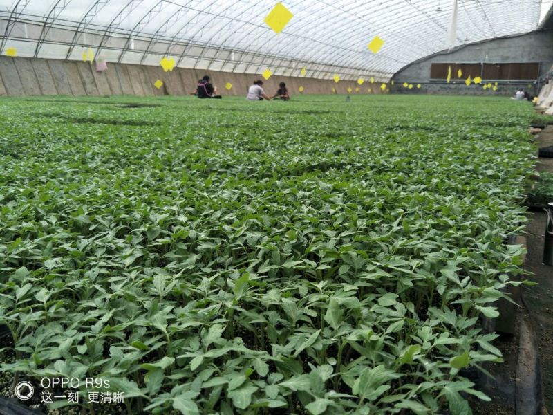 西红柿苗三叶一心番茄苗大红西红柿苗免费技术指导