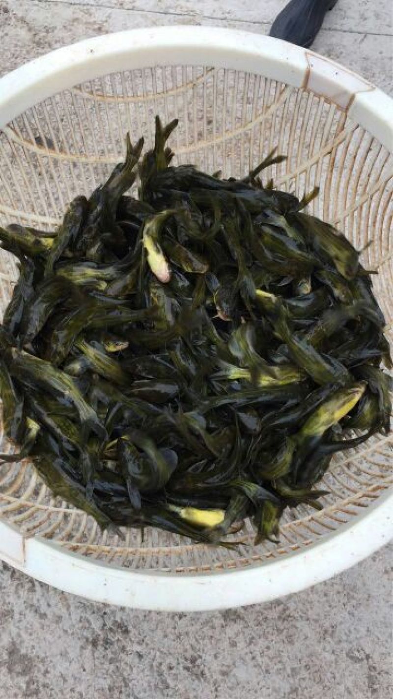 黄拉丁（黄顙鱼）鱼苗