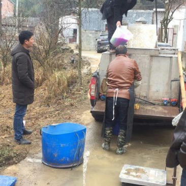 黄拉丁（黄顙鱼）鱼苗