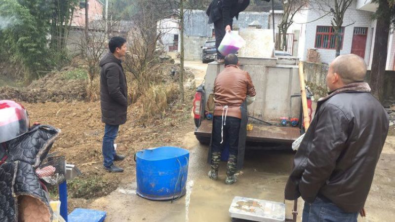 黄拉丁（黄顙鱼）鱼苗