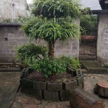 红枫树桩