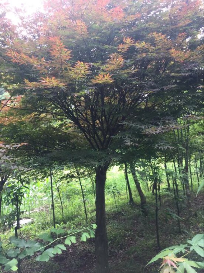 红枫树桩