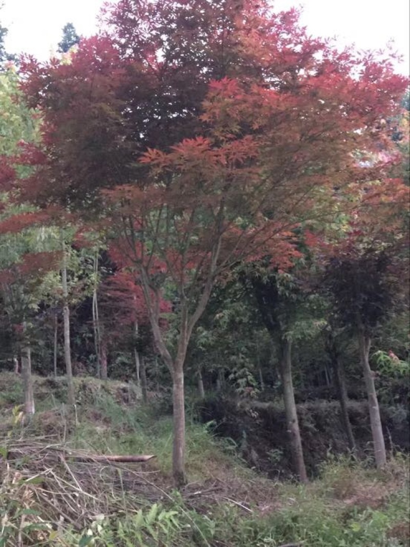 红枫树桩