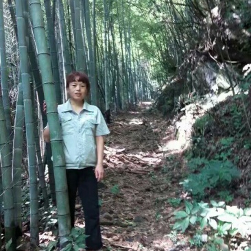 篙竹供应5.6.寸竹子