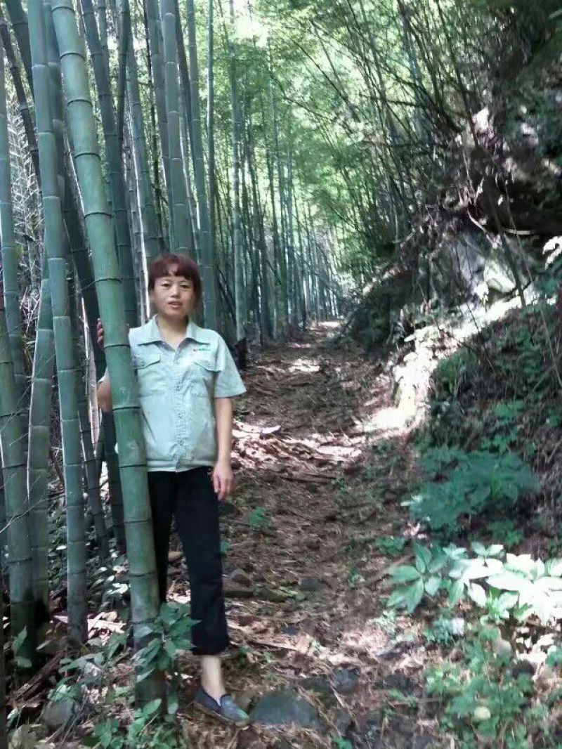 篙竹供应5.6.寸竹子