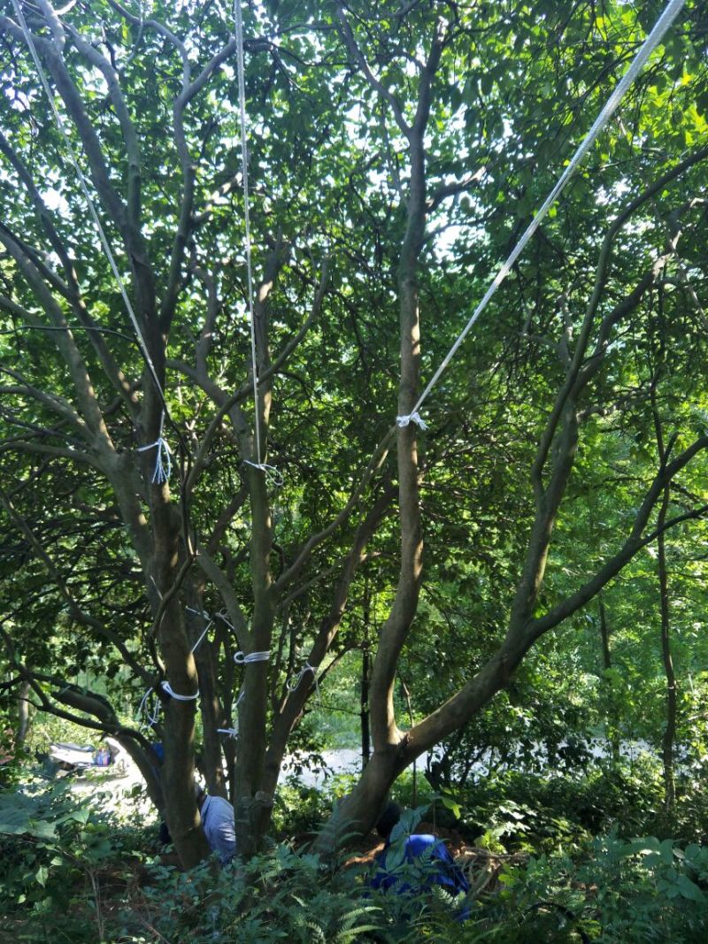 香泡树