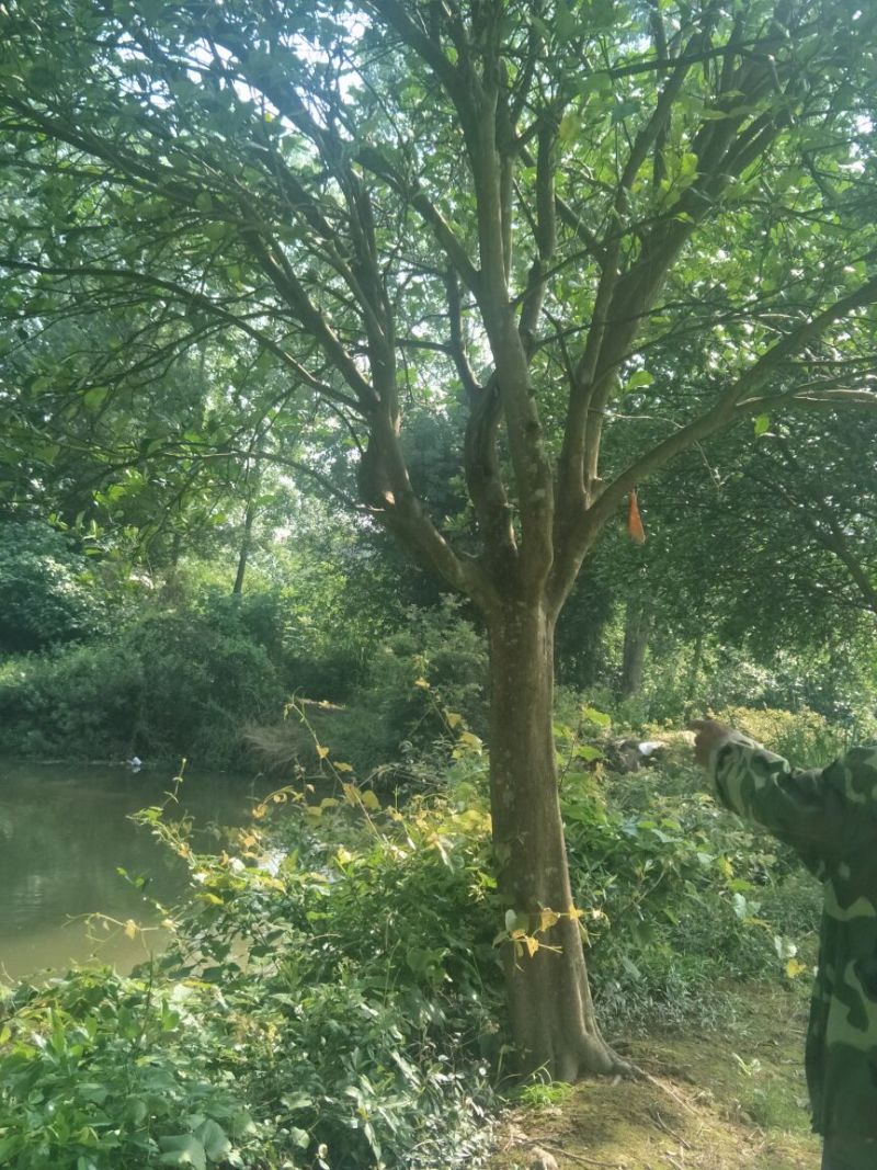 香泡树