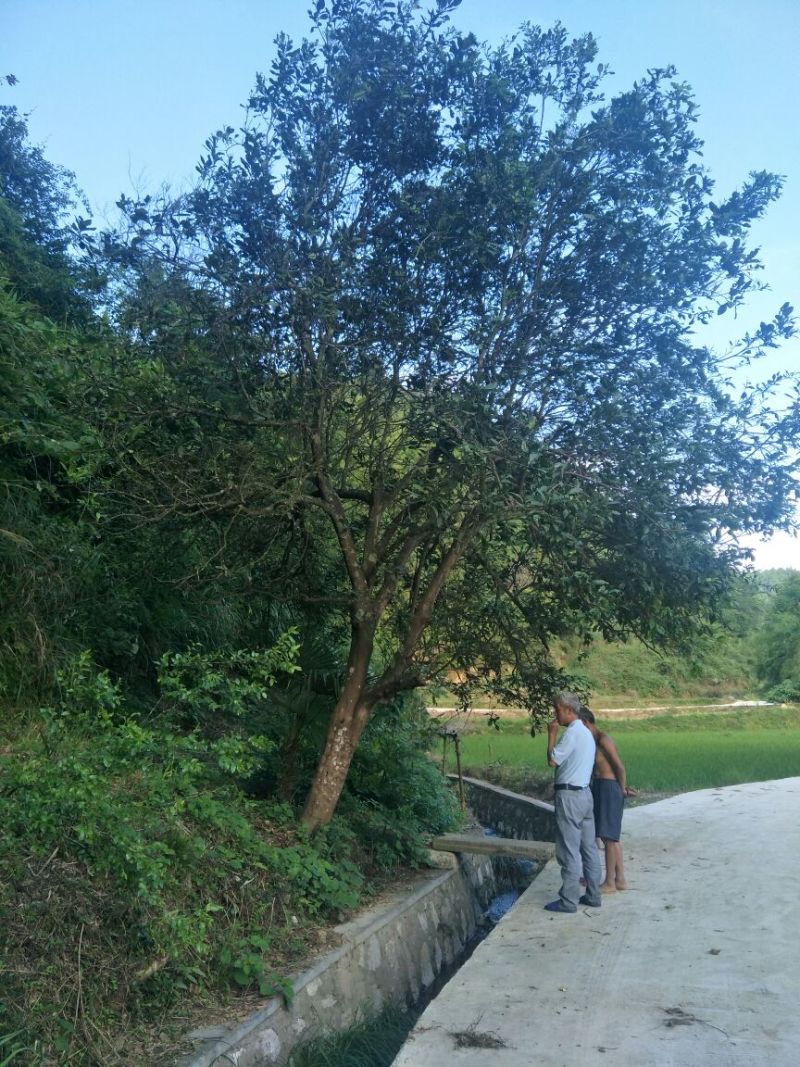 香泡树