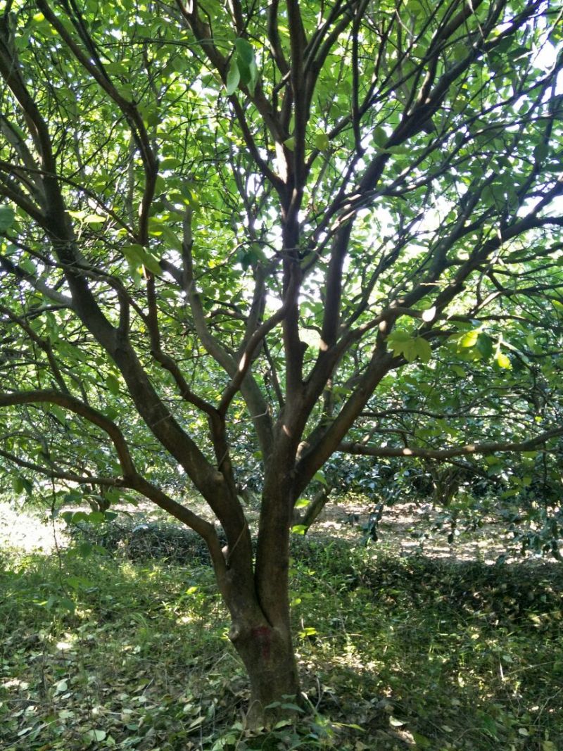香泡树