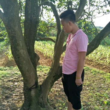香泡树
