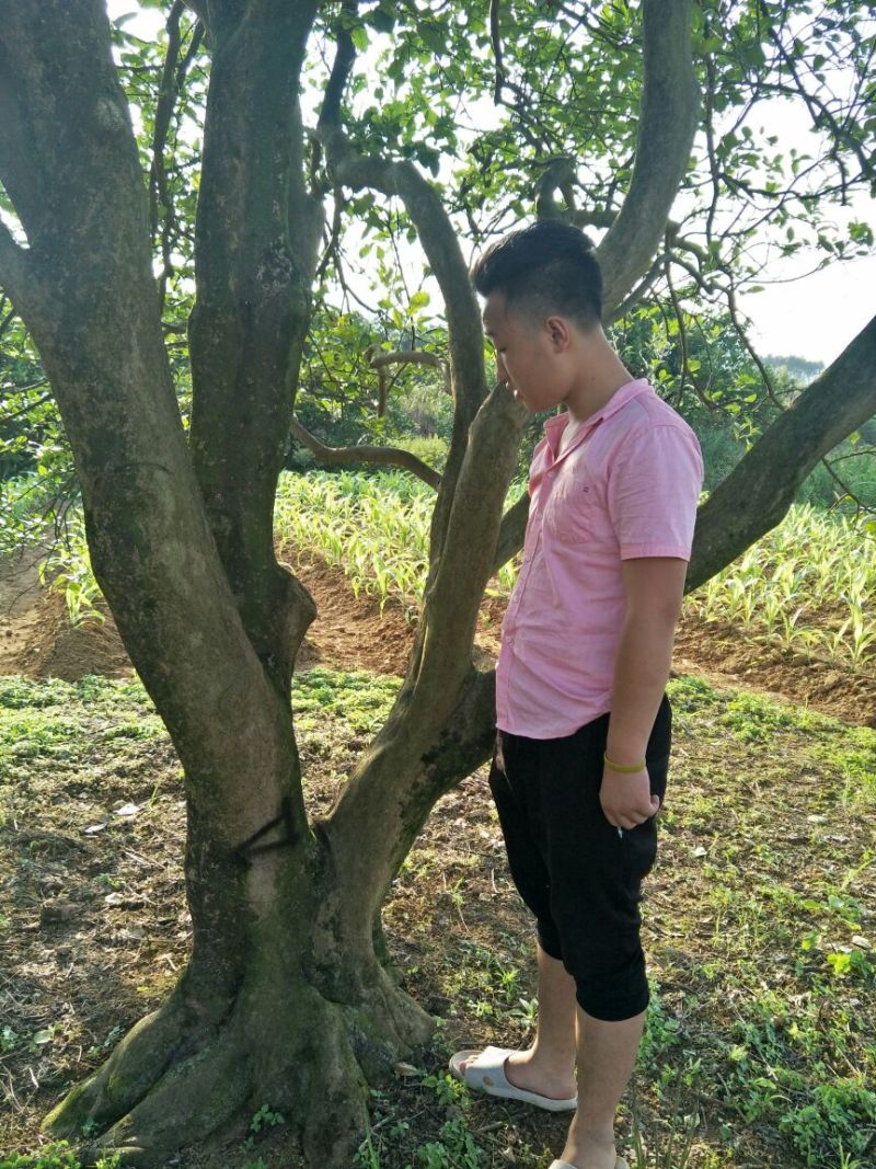香泡树