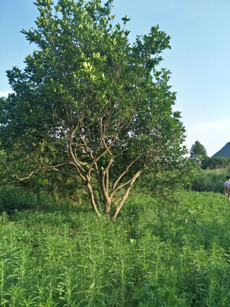 香泡树