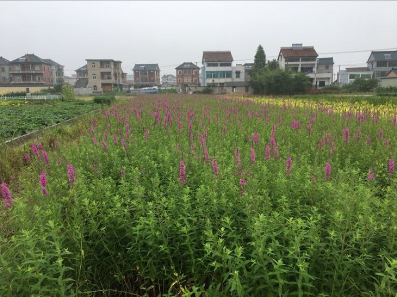 千屈菜千屈菜苗千屈菜杯苗佳颖园艺基地直销大量供应