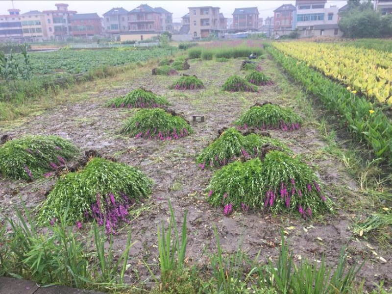 千屈菜千屈菜苗千屈菜杯苗佳颖园艺基地直销大量供应