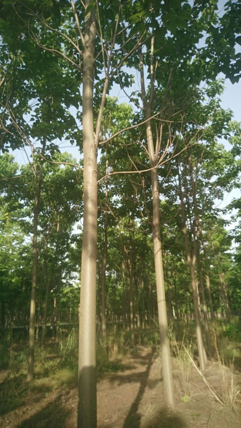 楸树供应