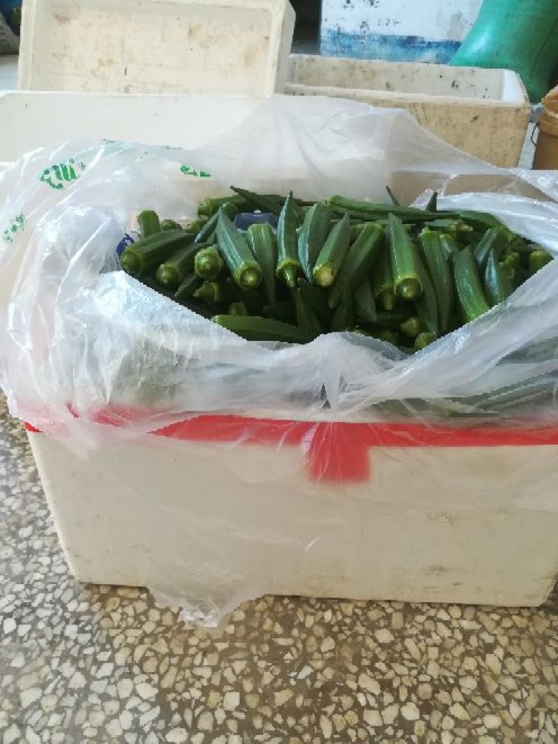 黄秋葵鲜货现供，种子预定