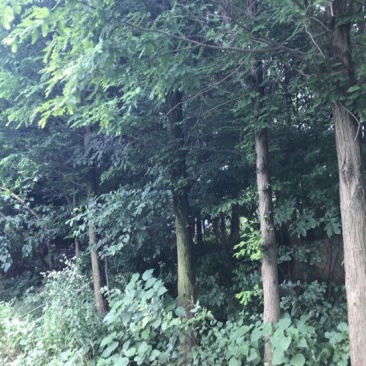 湿地松4.5~5m