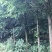 湿地松4.5~5m