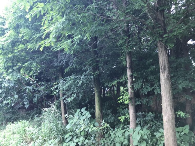 湿地松4.5~5m