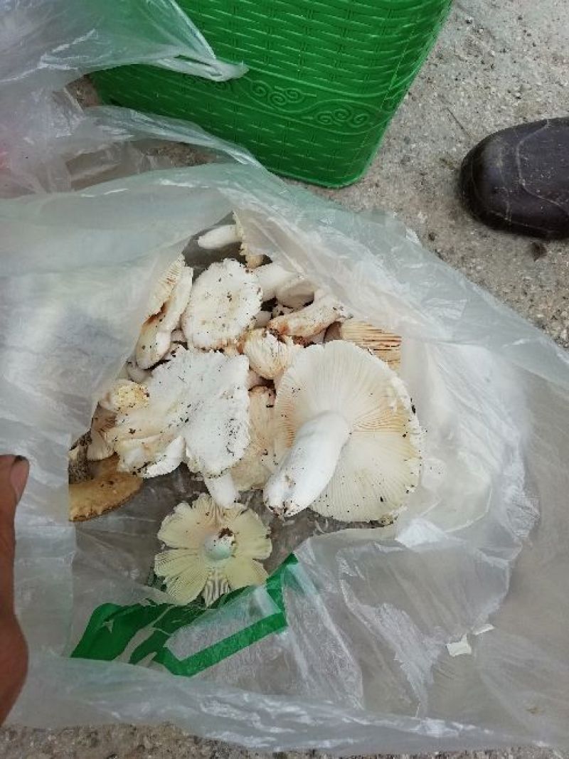 野生蘑菇
