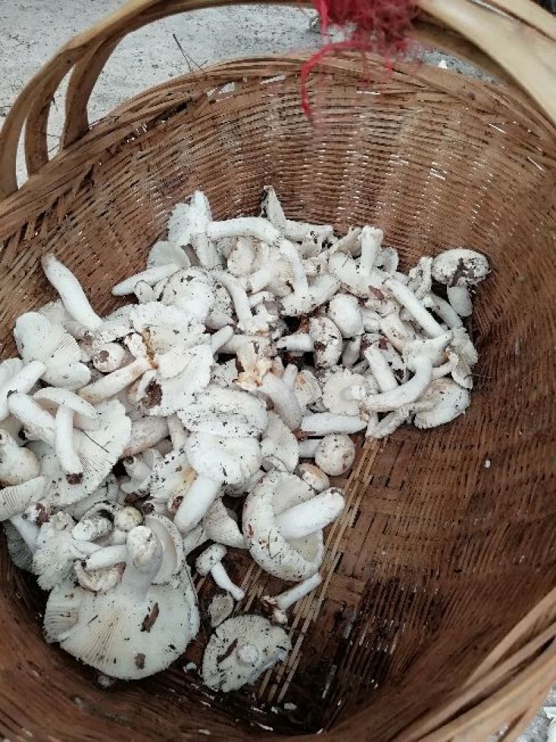 野生蘑菇