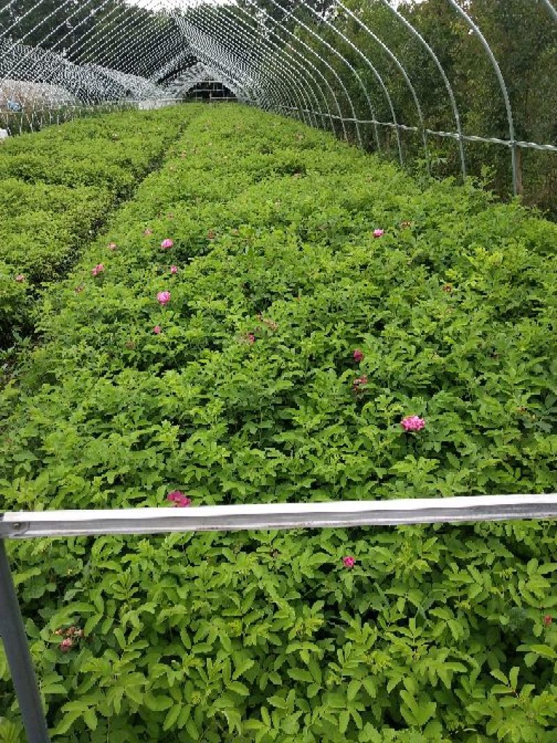 大马士革玫瑰苗丰花一号汉莎格拉斯种类齐全