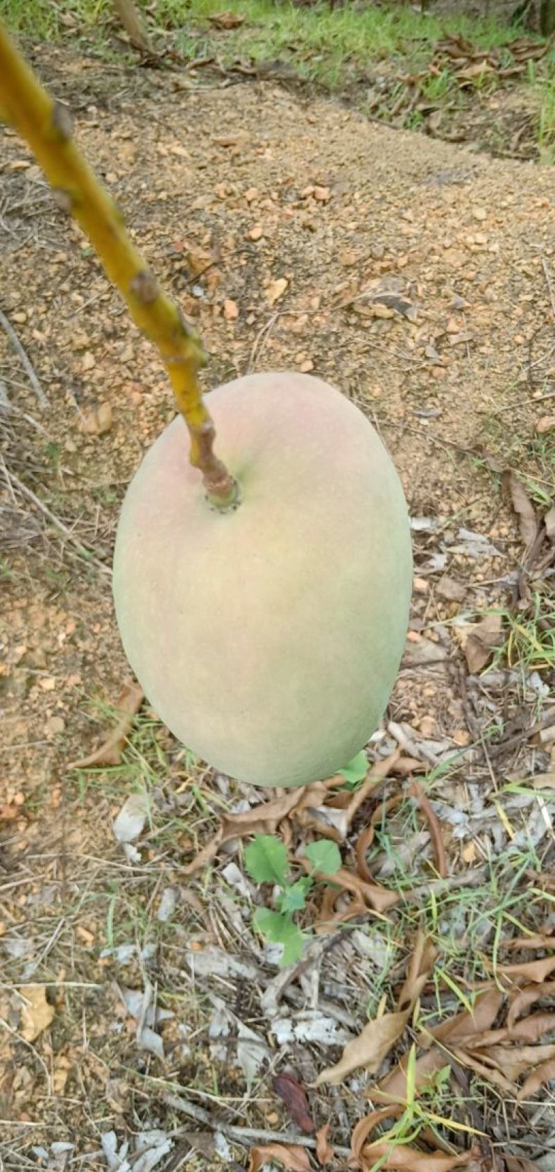 田阳芒果大台大量上市了