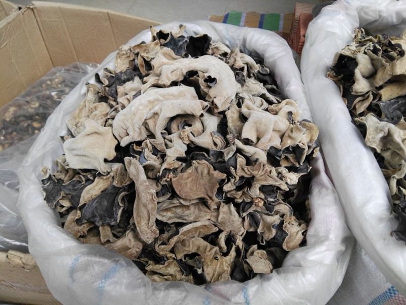 毛木耳水木耳黑木耳头荘批发直销