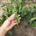 【优质】吉林青豌豆豌豆豌豆荚产地直供