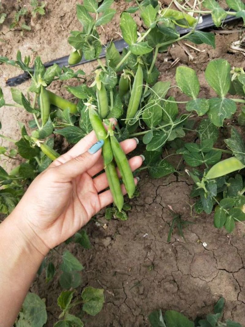 【优质】吉林青豌豆豌豆豌豆荚产地直供