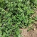 【优质】吉林青豌豆豌豆豌豆荚产地直供