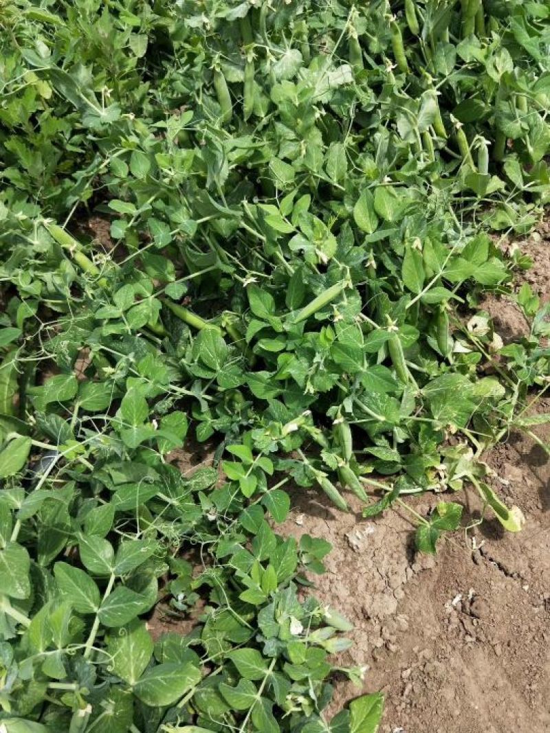 【优质】吉林青豌豆豌豆豌豆荚产地直供