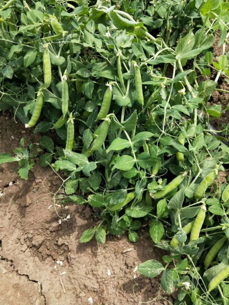 【优质】吉林青豌豆豌豆豌豆荚产地直供