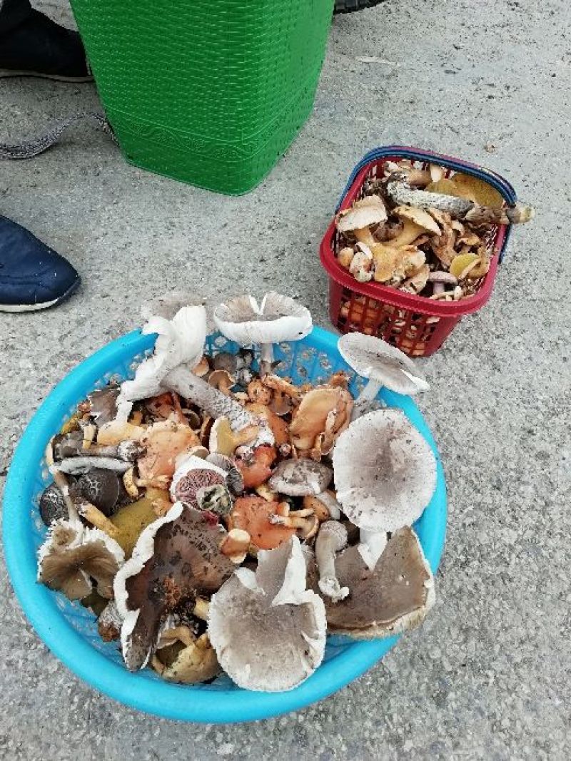 野生菌
