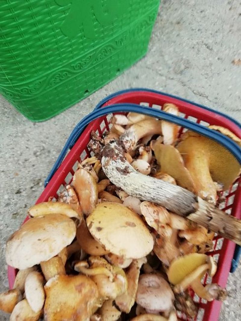 野生菌